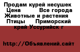 Продам курей несушек › Цена ­ 350 - Все города Животные и растения » Птицы   . Приморский край,Уссурийск г.